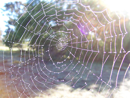 Dewy spider web
